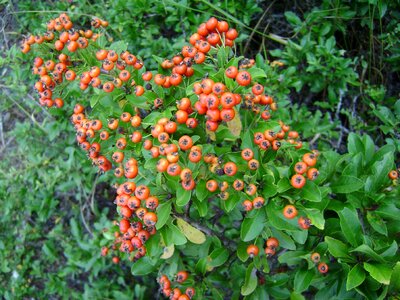 Wild fruits spring nature
