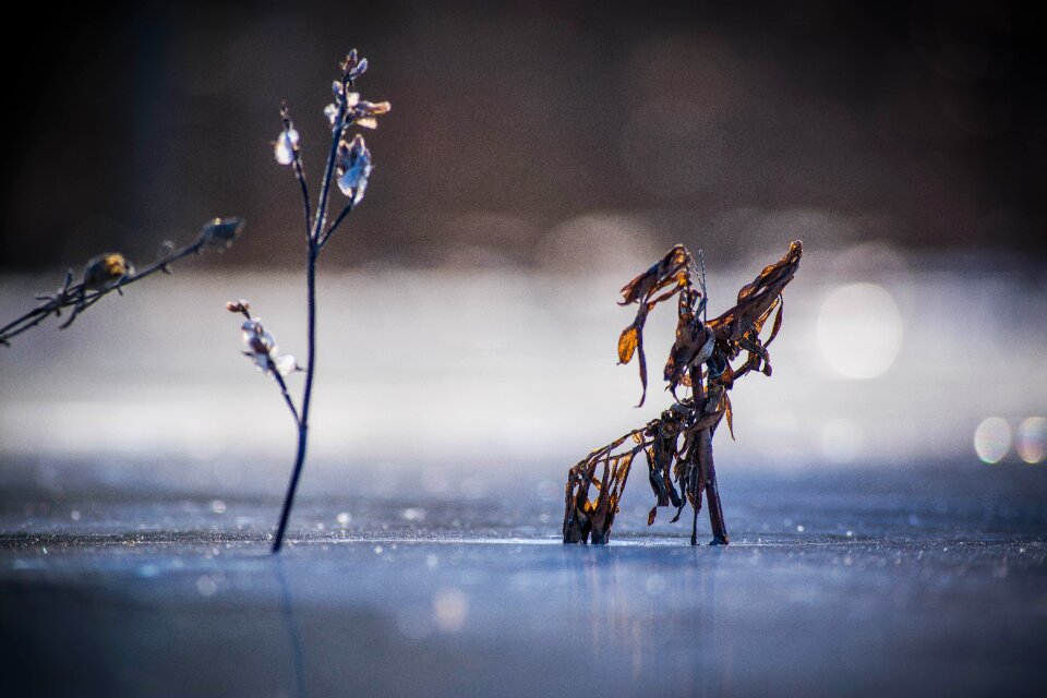 Winter nature snow