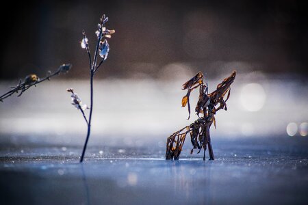 Winter nature snow photo