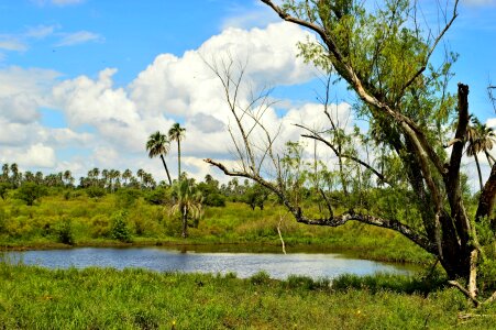Palms nature landscape