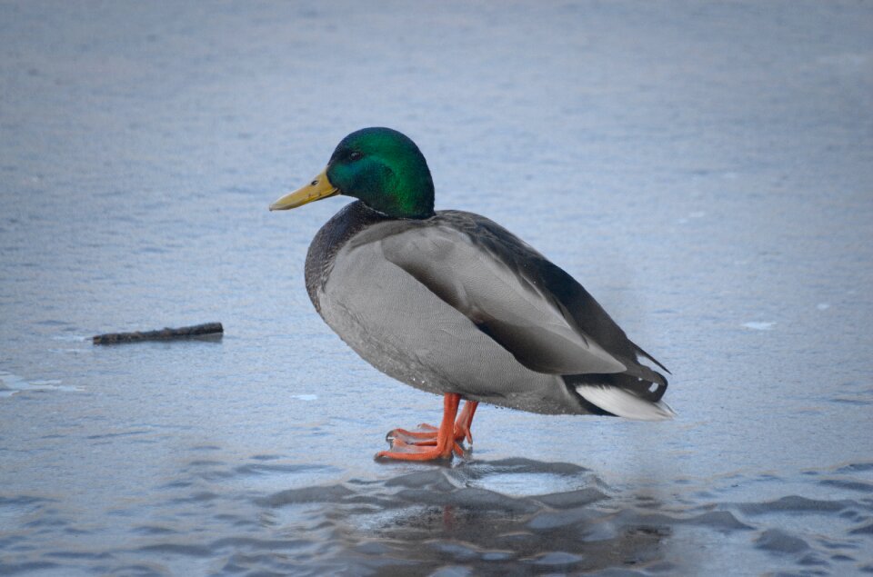 Male anas platyrhynchos water bird