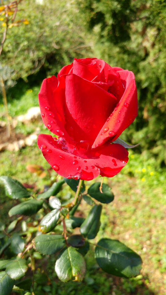 Plant bud petals