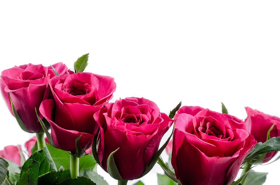 Love decoration nature