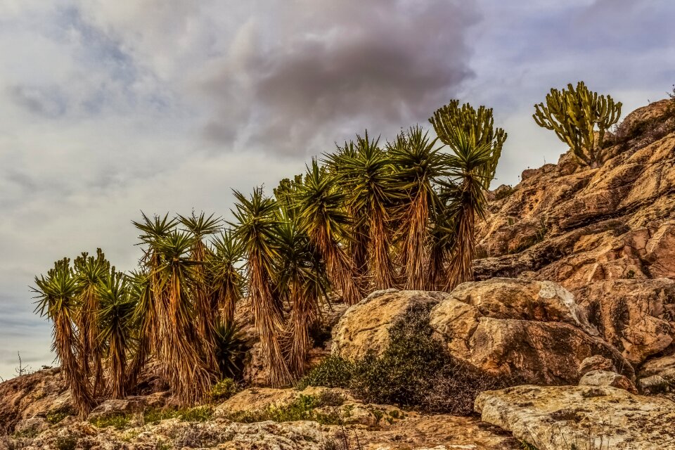 Landscape nature formation