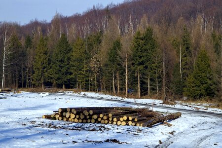 Stock photo of the tree tree felling trees photo