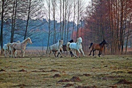 Pasture thoroughbred arabian mold