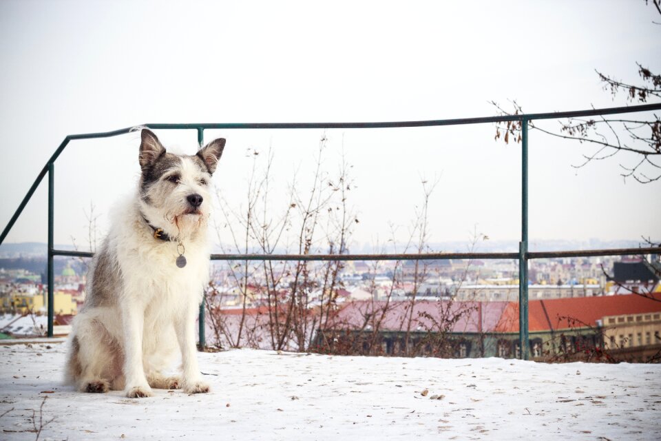 Canine snow domestic