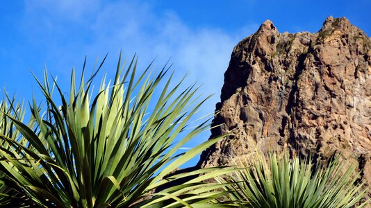 Plants view palms blue sky