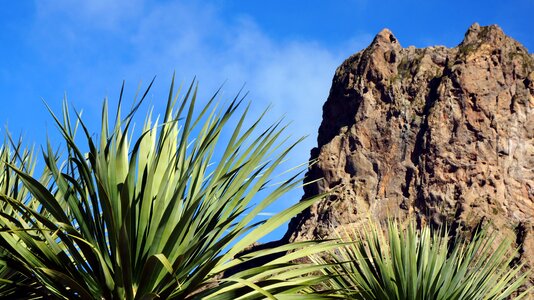 Plants view palms blue sky photo