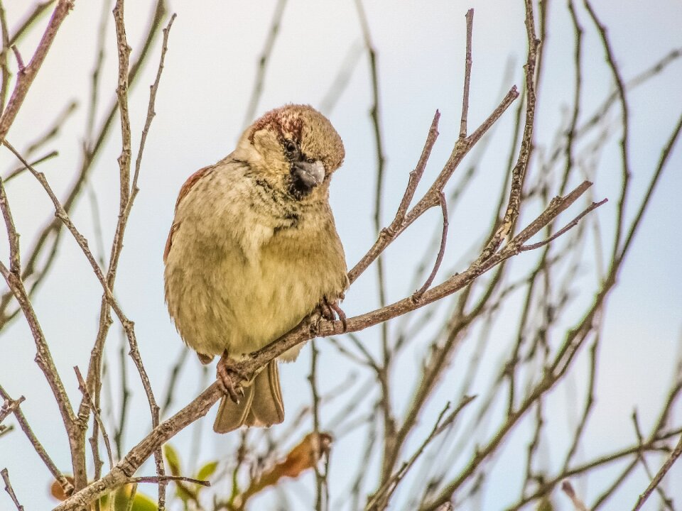 Nature wildlife bird photo