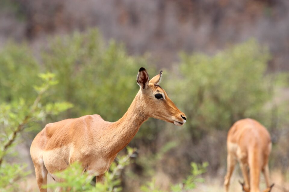 Wilderness impala antelope