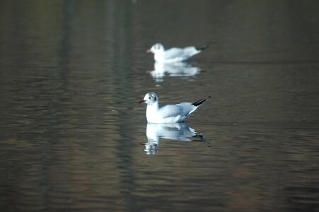 Waterfowl birds sea birds