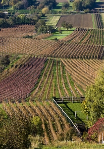 Vintage vineyards odenwald