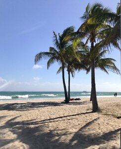Lauderdale palm trees photo