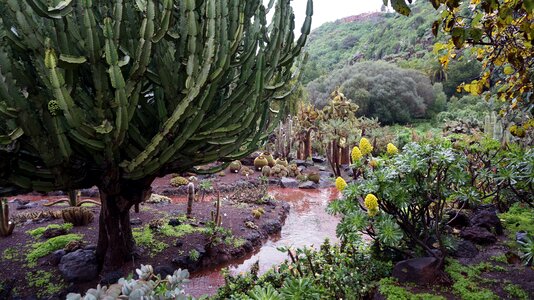 Plants bloom nature