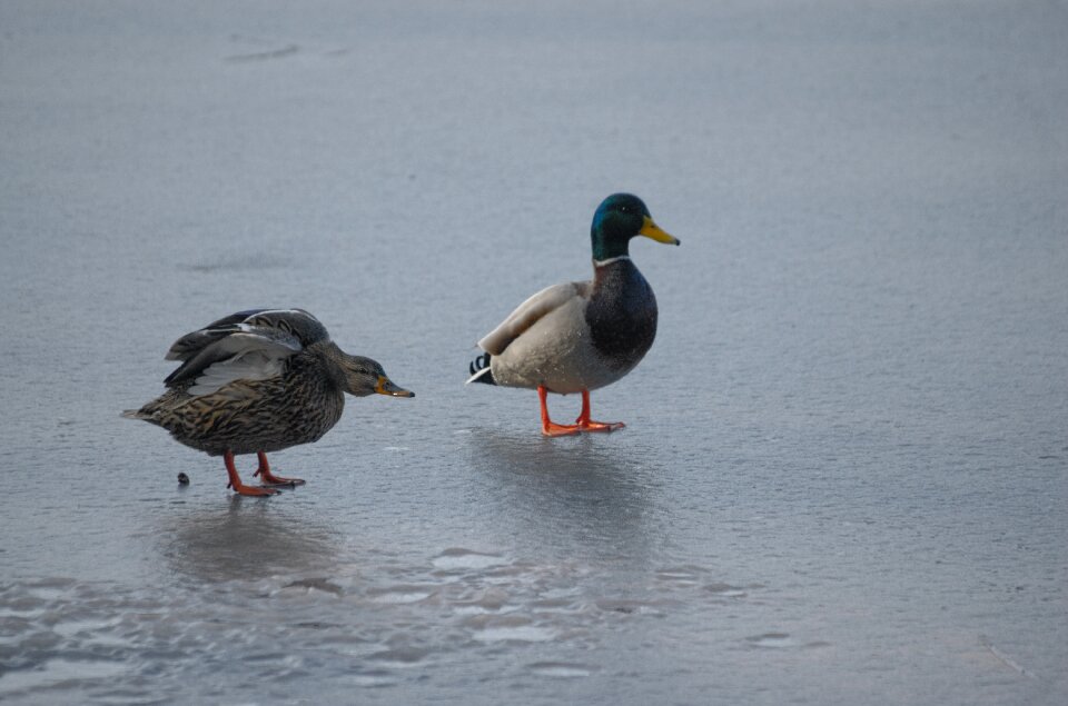 Mallards anas platyrhynchos waterfowl