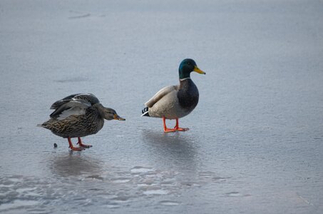 Mallards anas platyrhynchos waterfowl photo