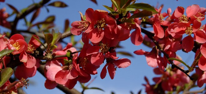 Malus paradise apple flowers
