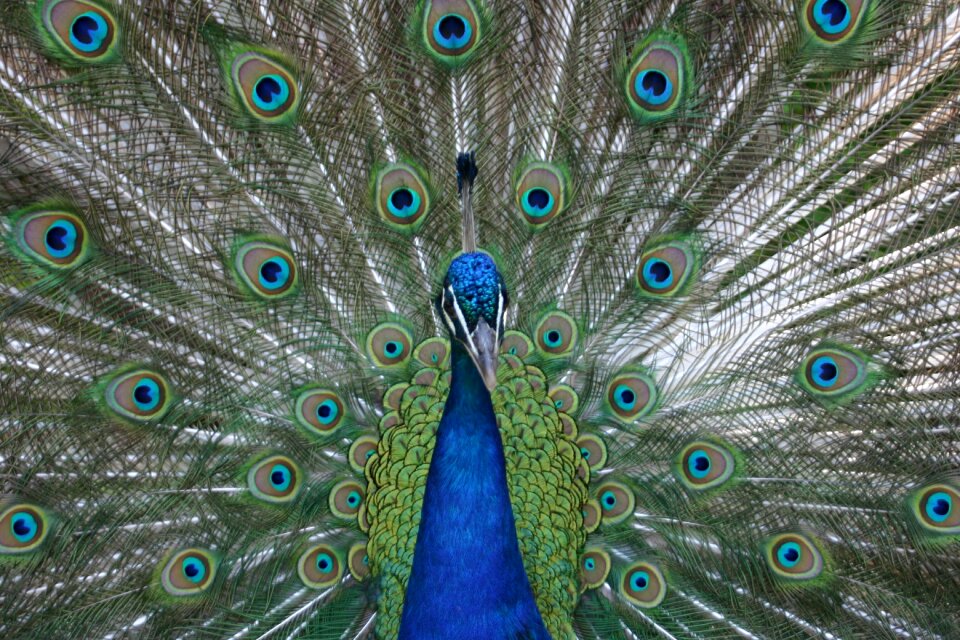 Bird male peacock nature