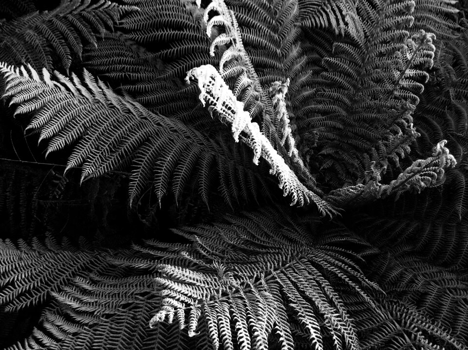 Grey plant flora