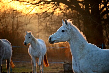 Evening light flock thoroughbred arabian