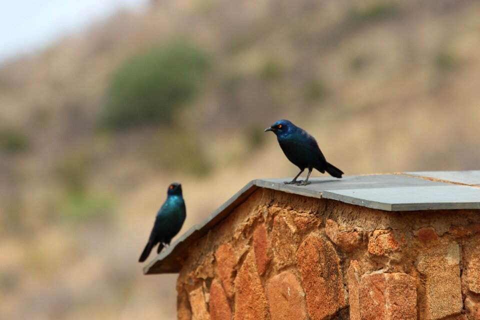 Wilderness birds bird