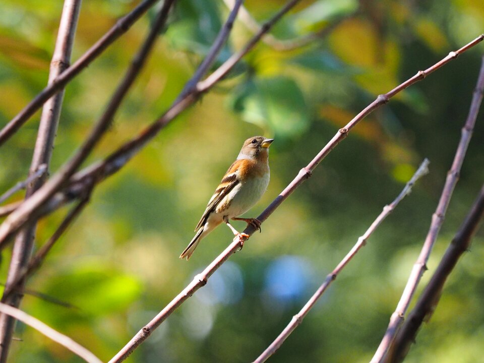 Flower bird taipei daan park
