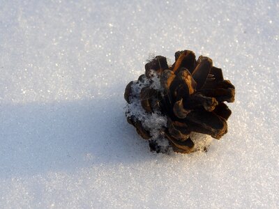 Pine nature cone photo