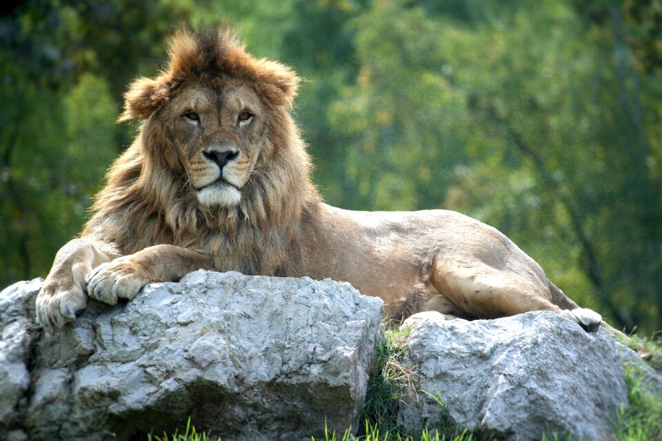 Safari nature tranquility