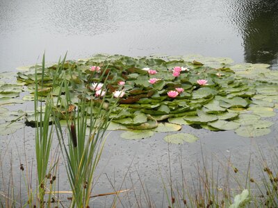 Pond pink flowers