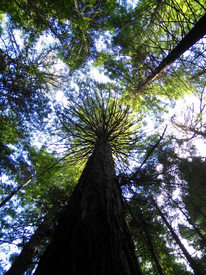 Forest green landscape photo