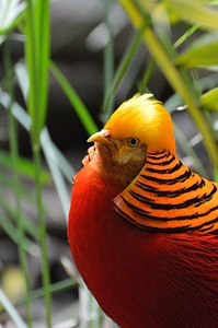 Fly wings feather photo