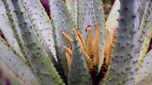 Plants bloom nature