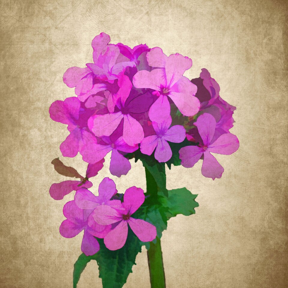 Phlox drawing pink flowers