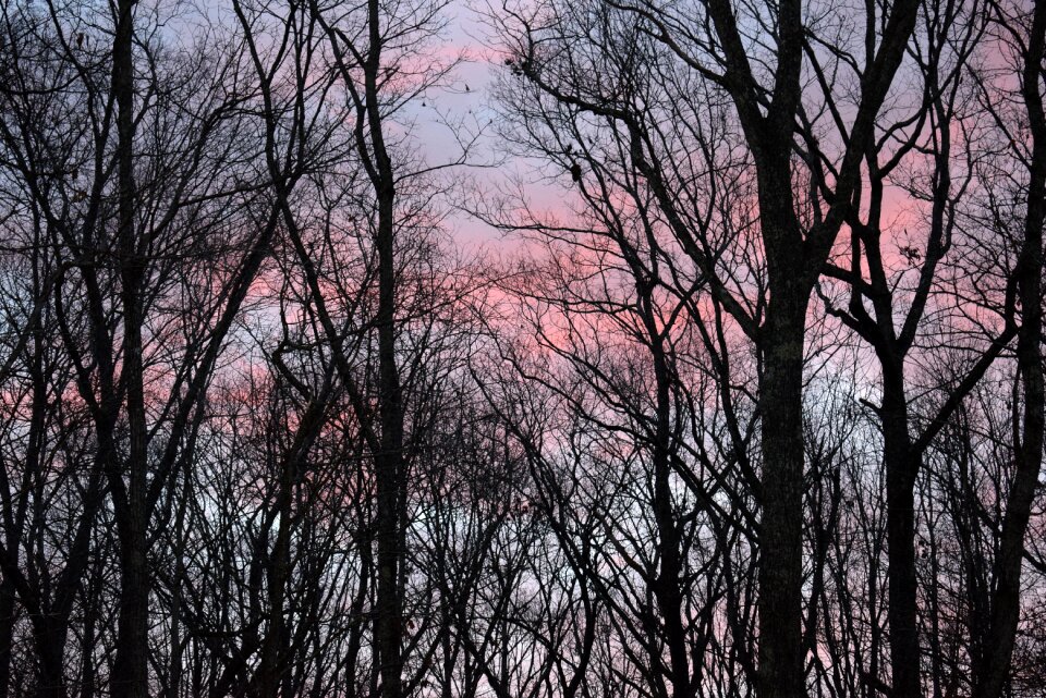 Trees plant nature