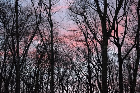 Trees plant nature