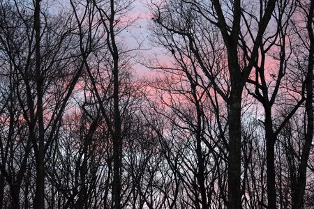 Trees plant nature photo