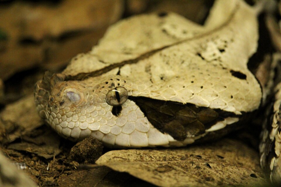 Look camouflage animal