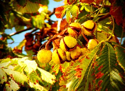 Autumn weather horse chestnut tree photo