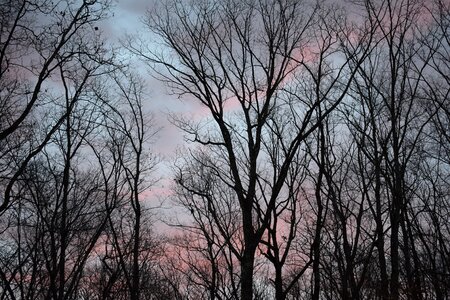 Trees plant nature