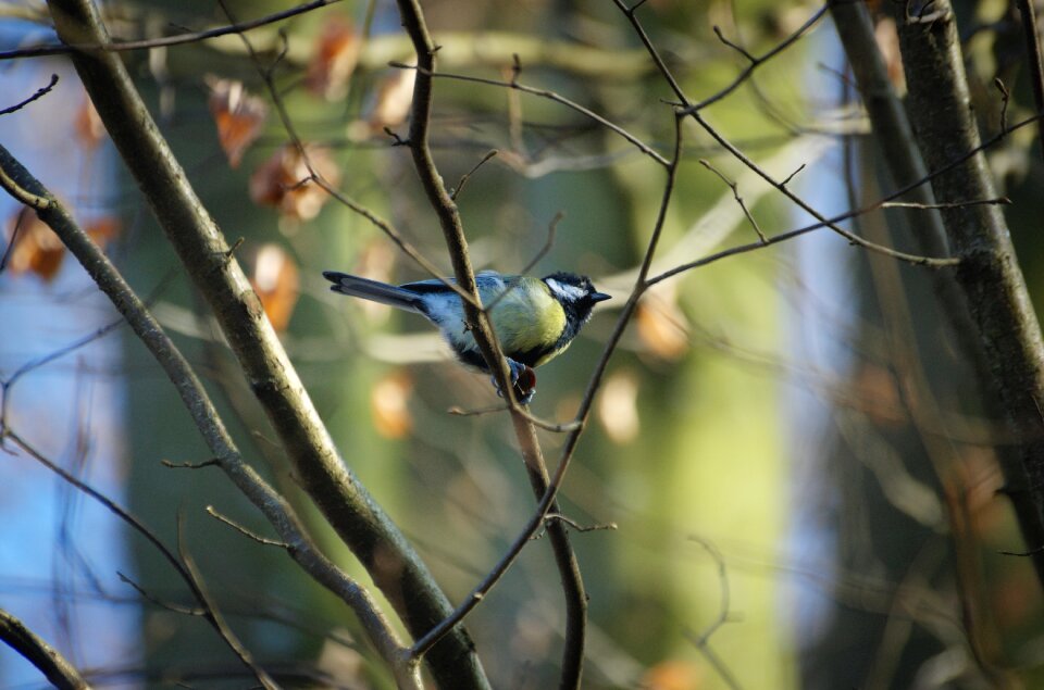 Paridae songbird bird