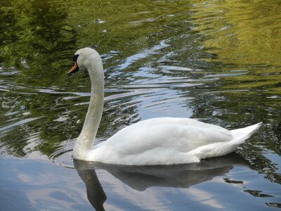 Swan pond water