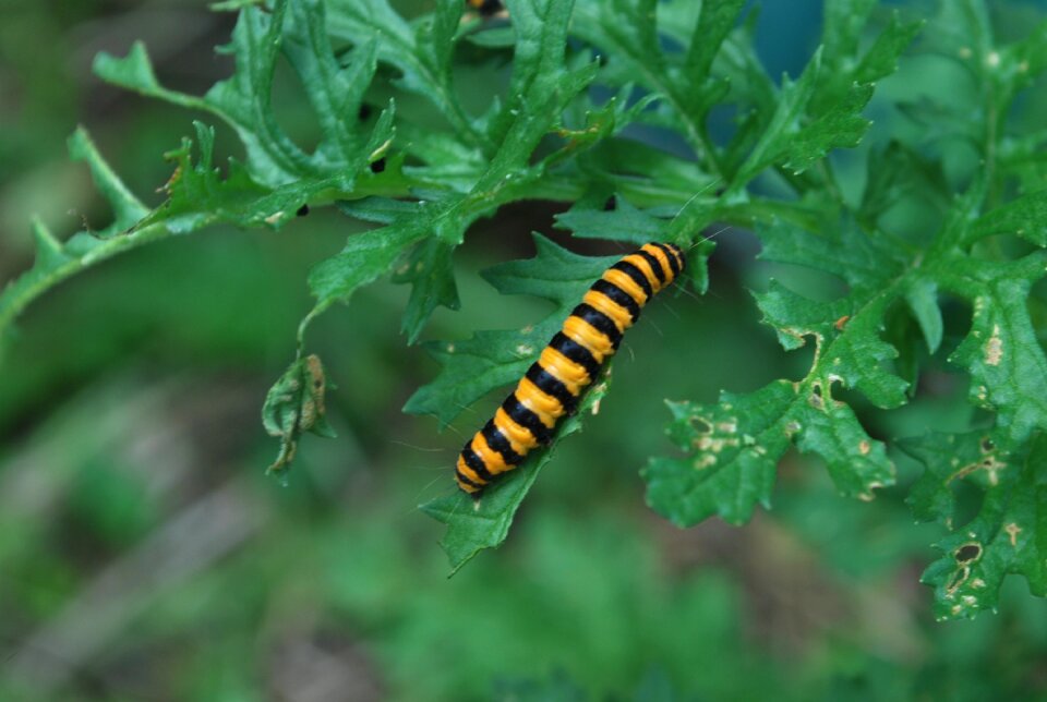 Animal wildlife bug