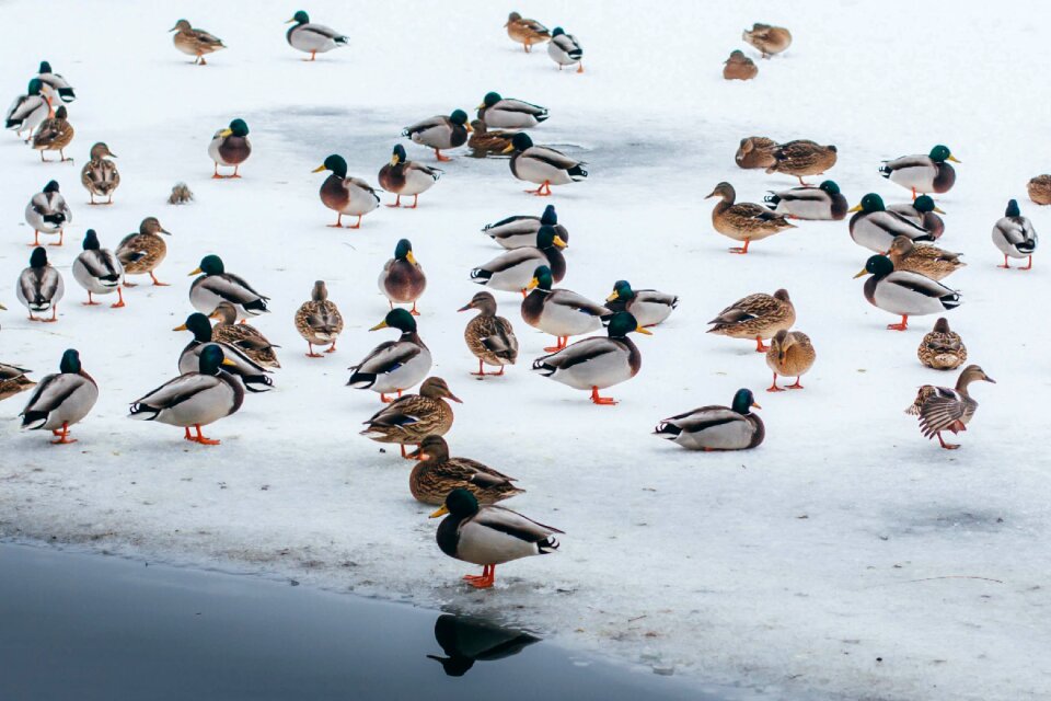 Wintering water birds