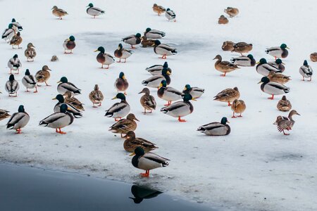 Wintering water birds photo