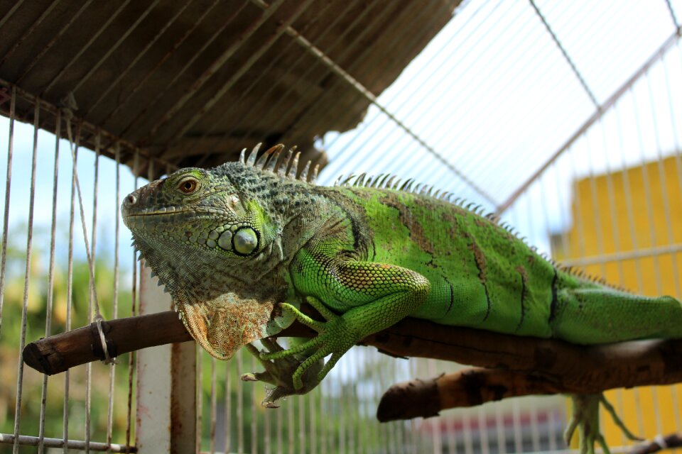 Animals green reptile