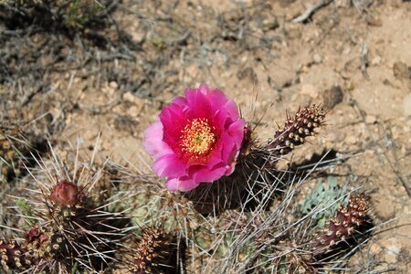 Nature botanical desert