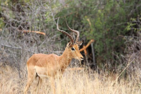 Wilderness impala bock