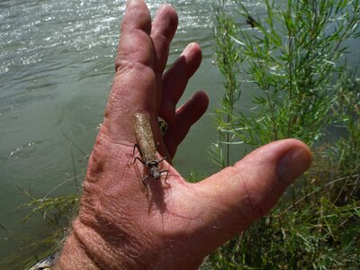 Summer freshwater wildlife