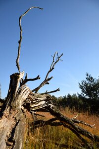 Nature branches heide